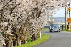 桜と愛車を記念撮影大型望遠レンズ　プロカメラマン